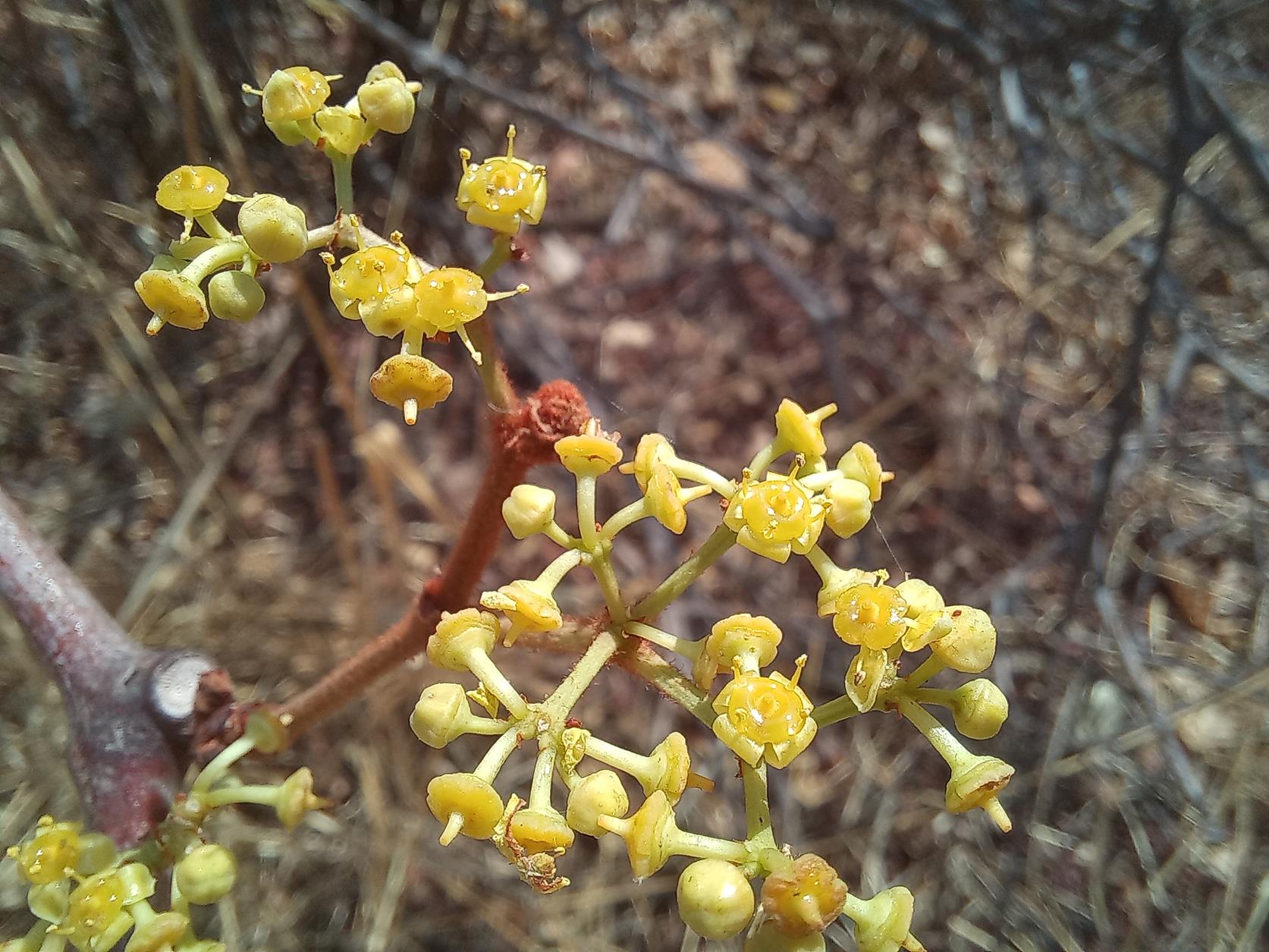 Cissus cornifolia