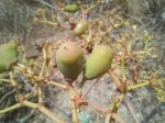 Cissus cornifolia