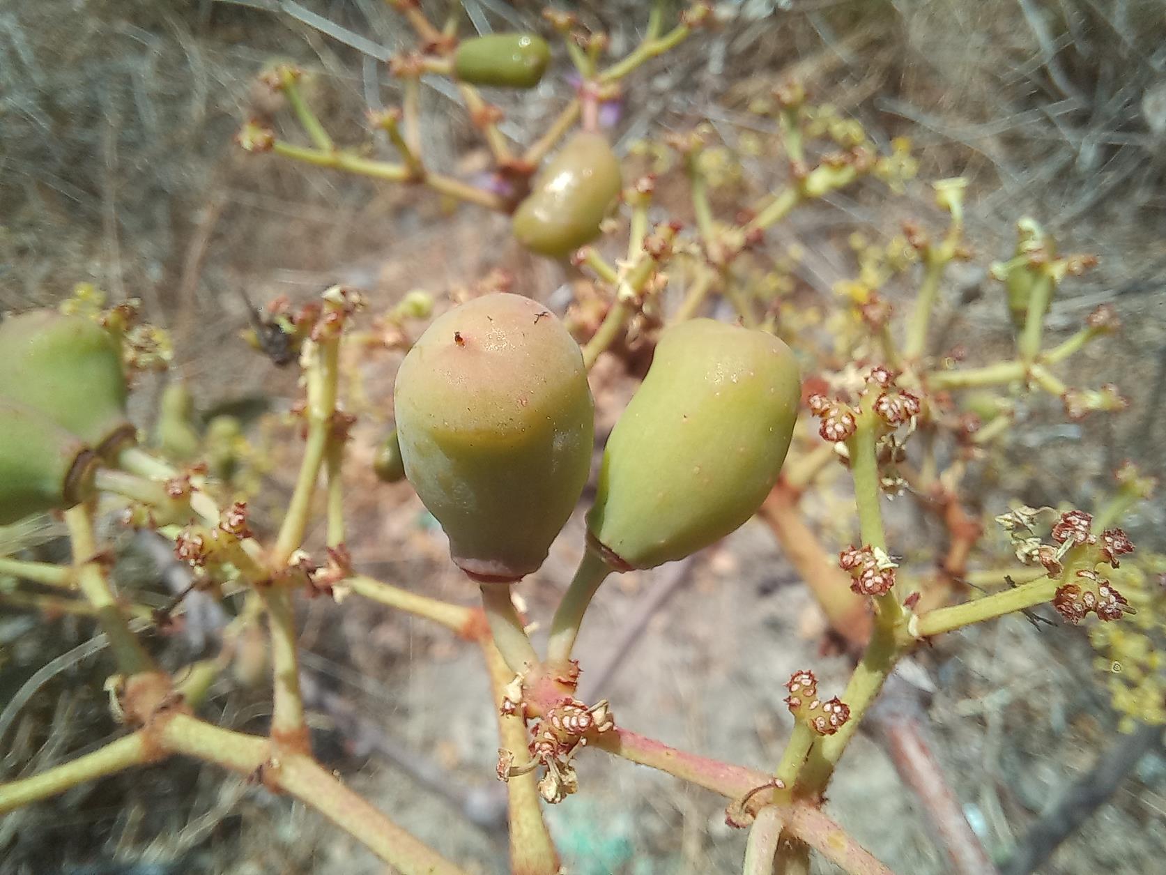 Cissus cornifolia