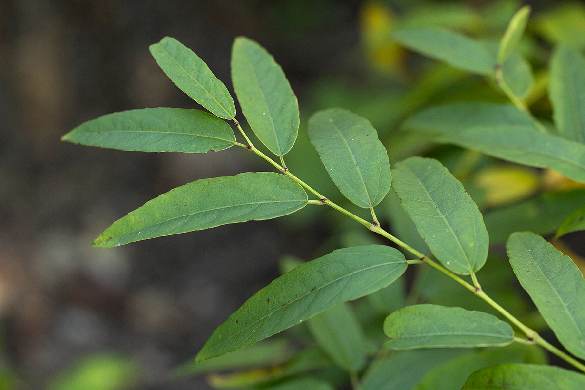 Cissus cornifolia Cissus cornifolia