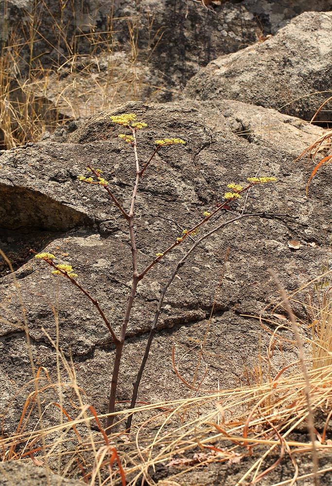 Cissus cornifolia Cissus cornifolia