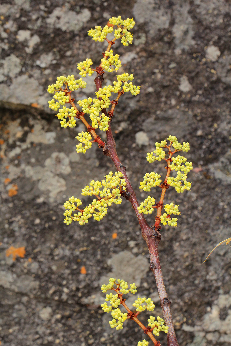 Cissus cornifolia Cissus cornifolia