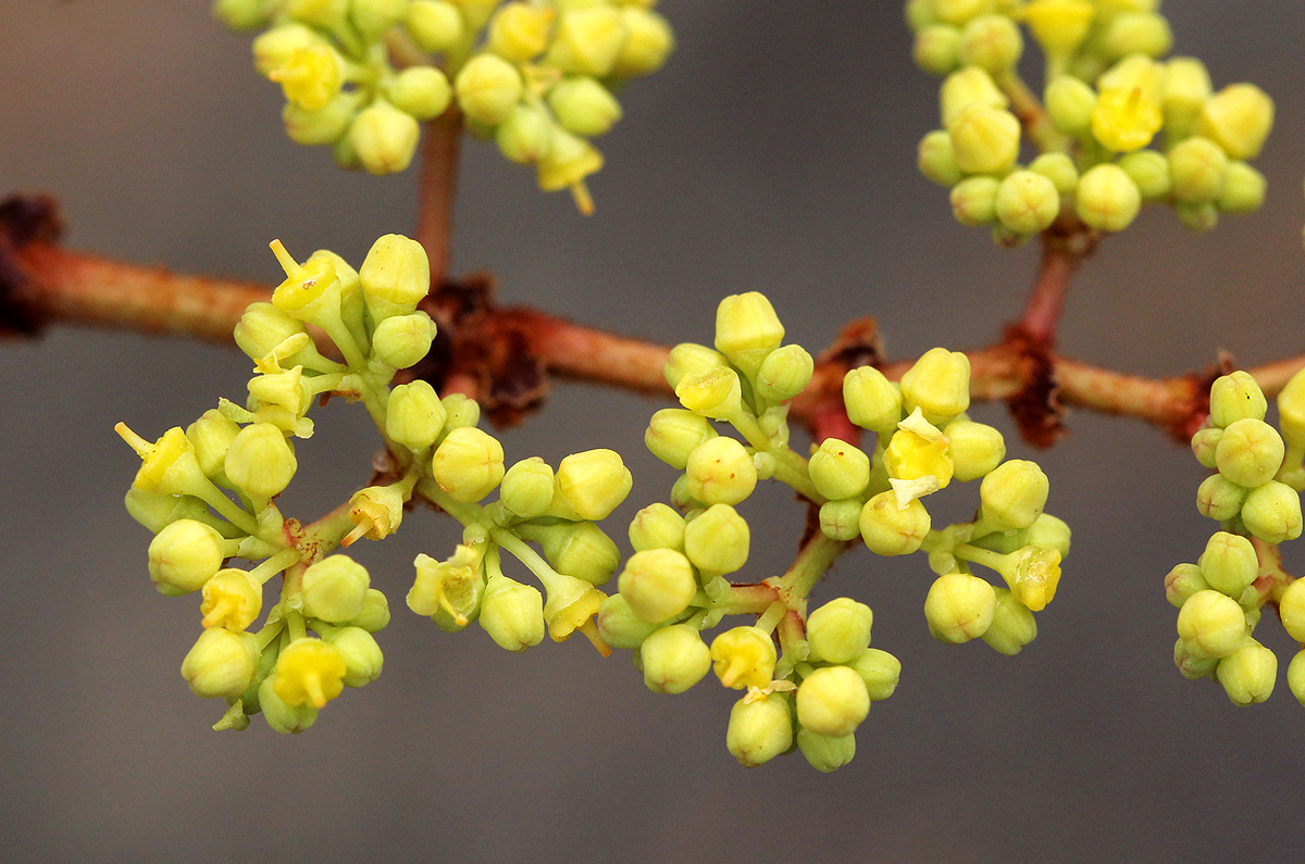 Cissus cornifolia Cissus cornifolia