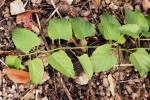 Cissus integrifolia