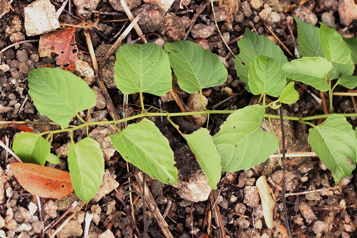 Cissus integrifolia