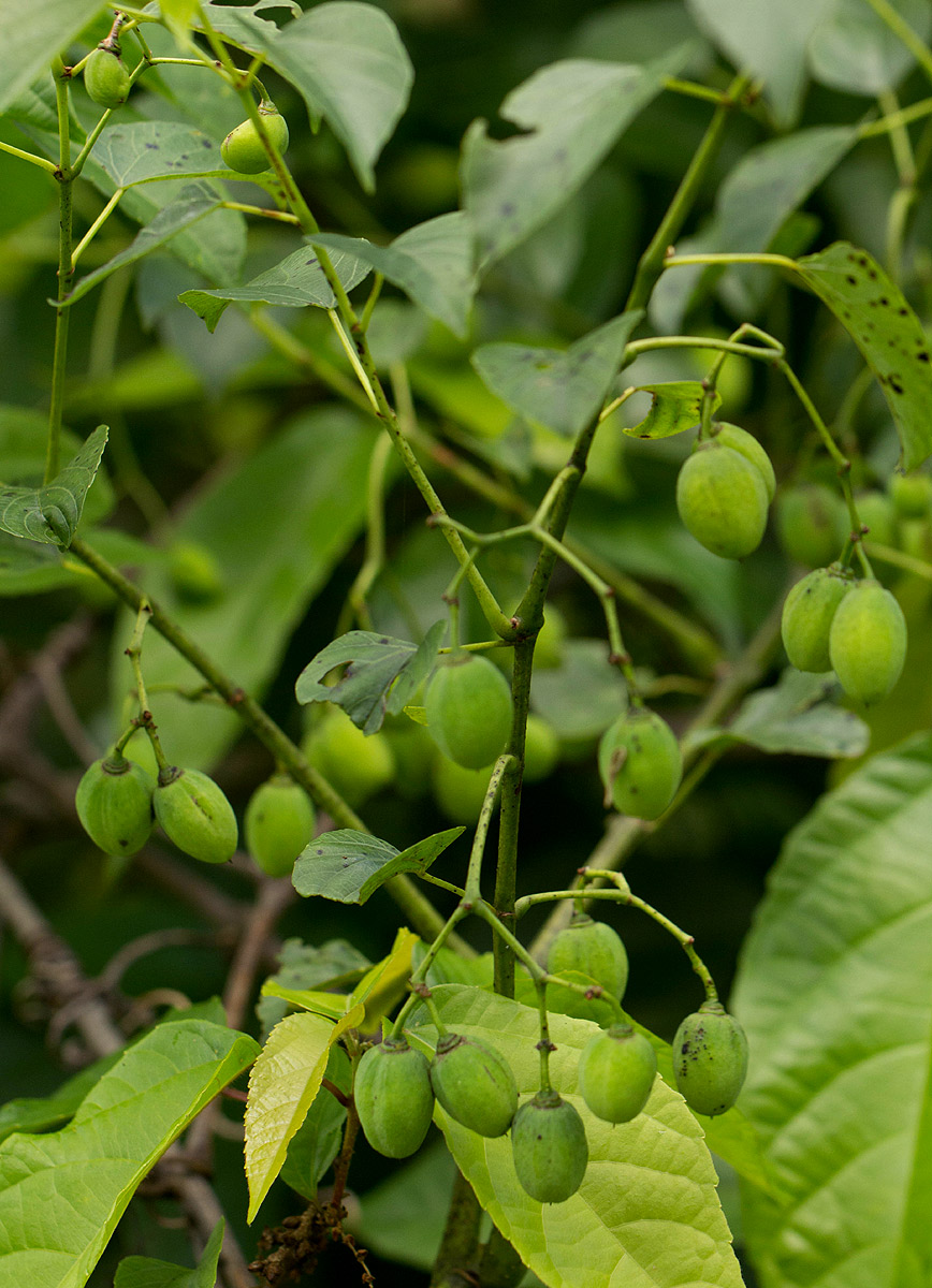 Cissus integrifolia Cissus integrifolia