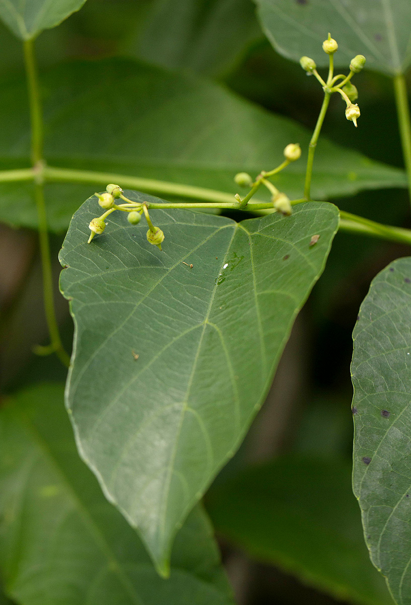 Cissus integrifolia Cissus integrifolia