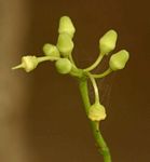 Cissus integrifolia