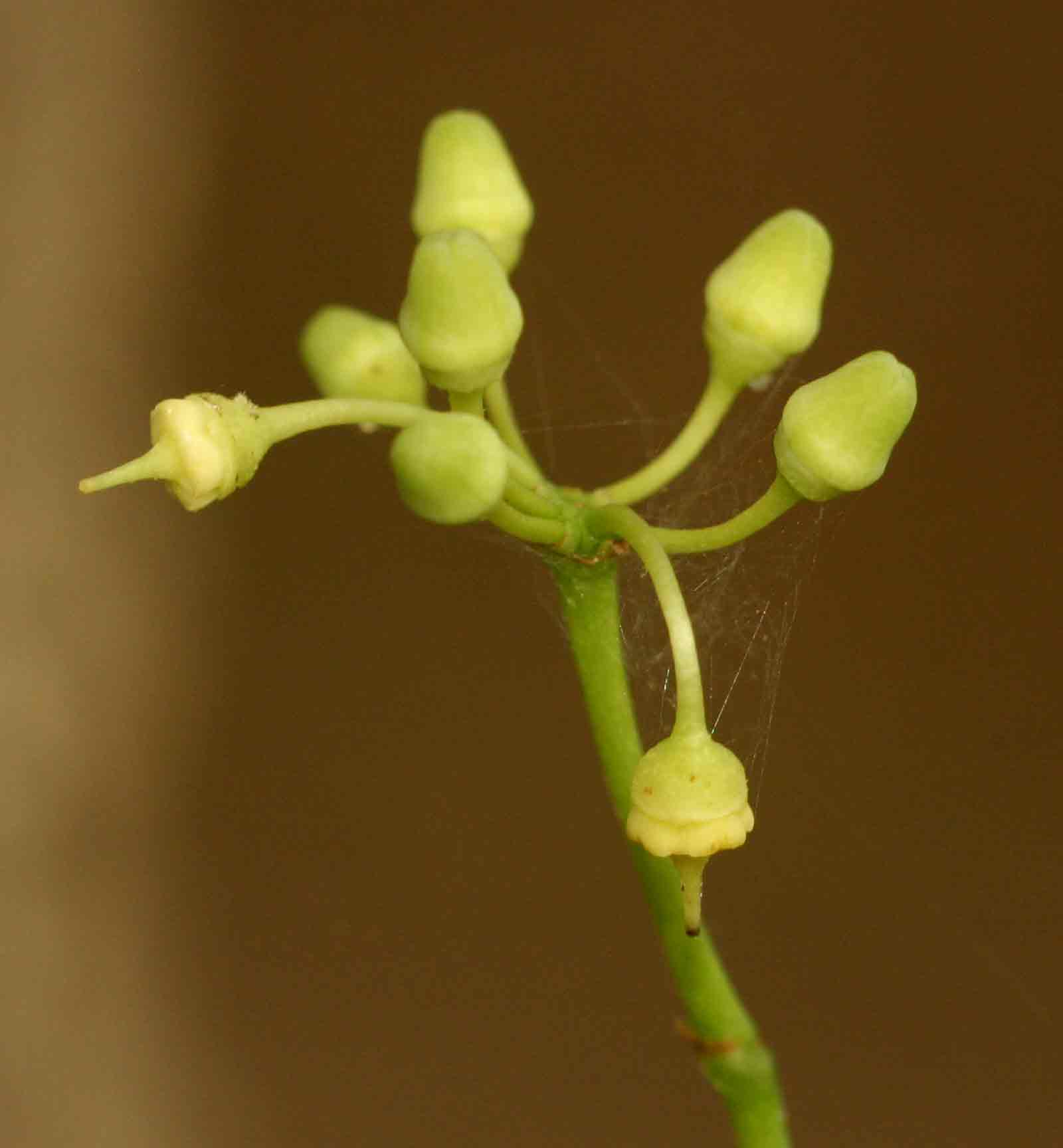 Cissus integrifolia