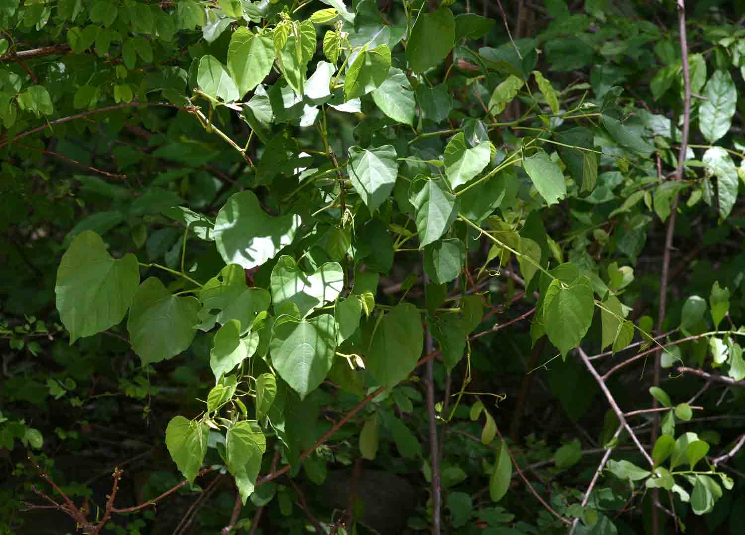 Cissus integrifolia Cissus integrifolia