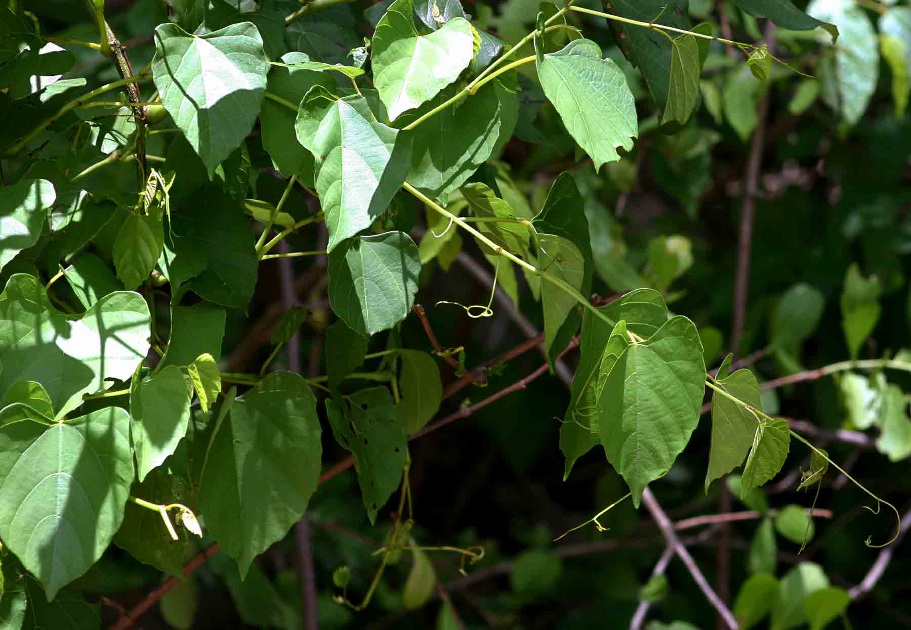 Cissus integrifolia Cissus integrifolia