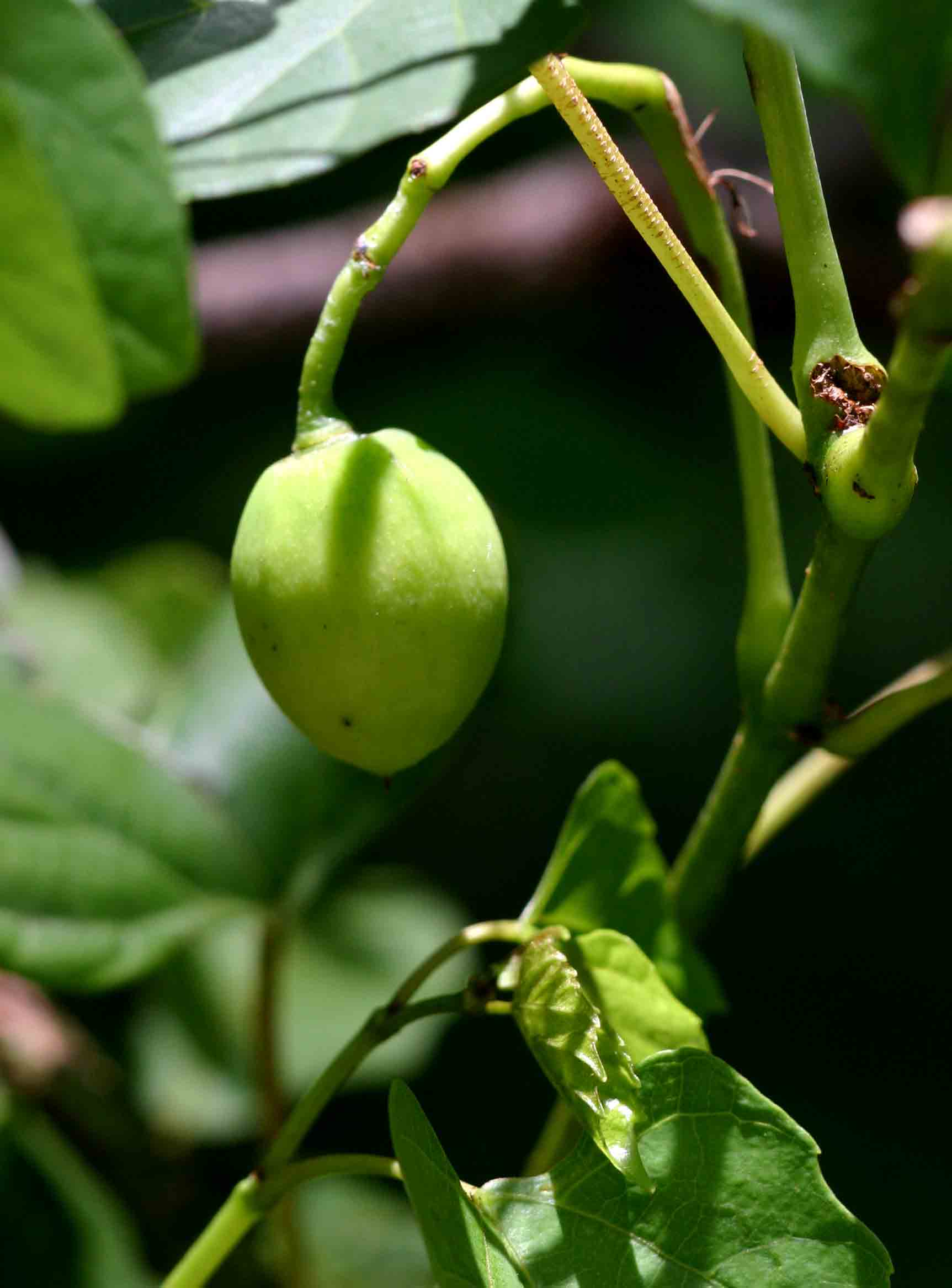 Cissus integrifolia Cissus integrifolia