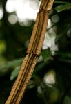 Cissus petiolata