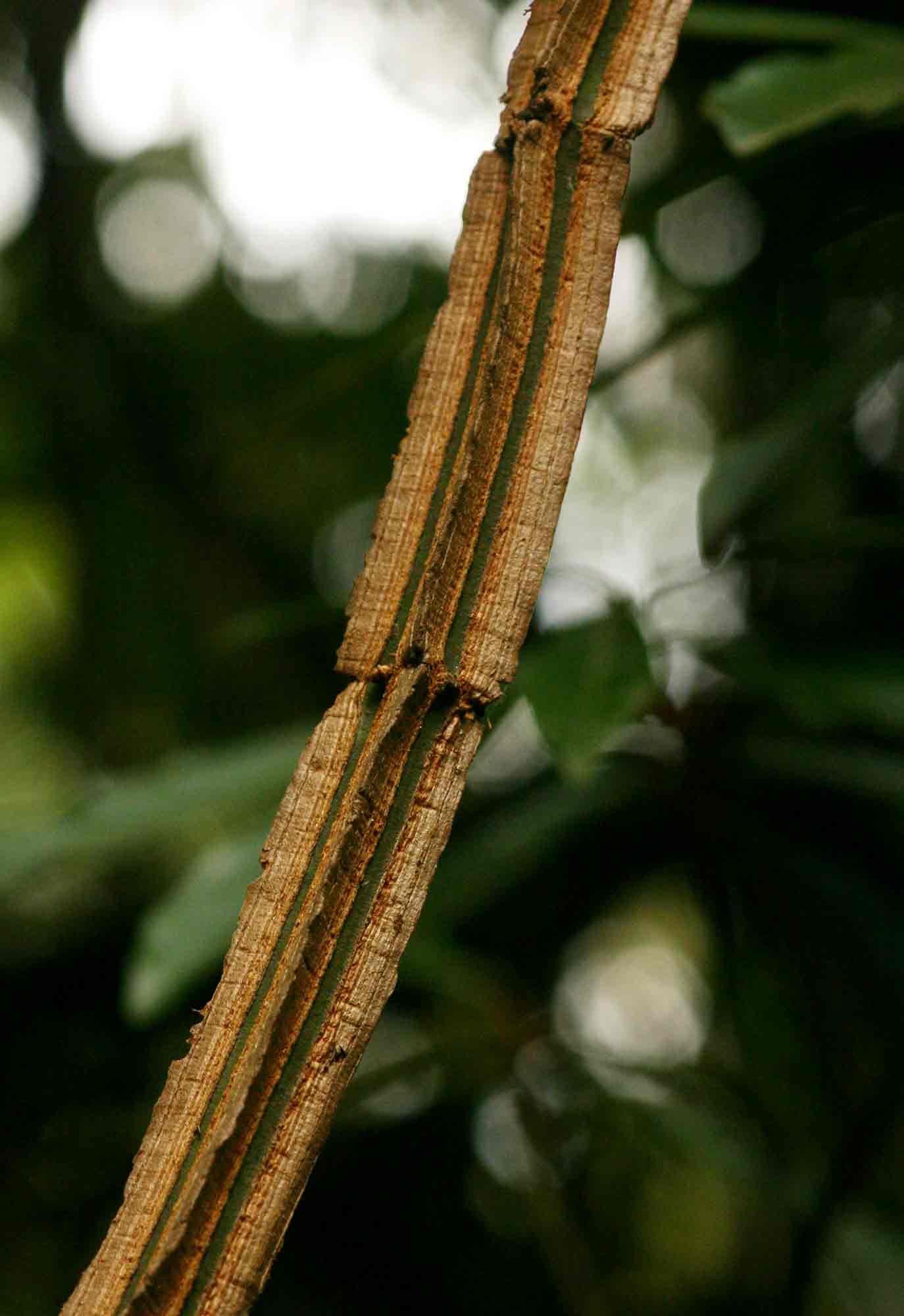 Cissus petiolata Cissus petiolata