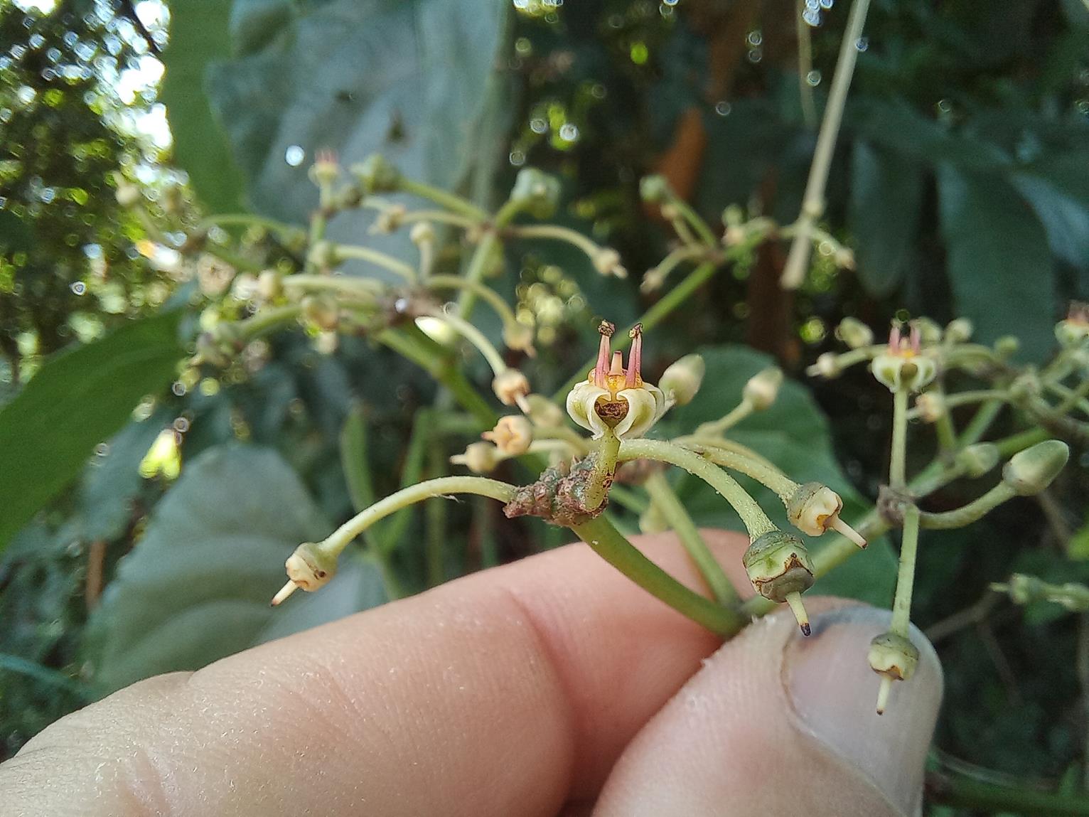 Cissus petiolata Cissus petiolata