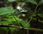 Cissus petiolata