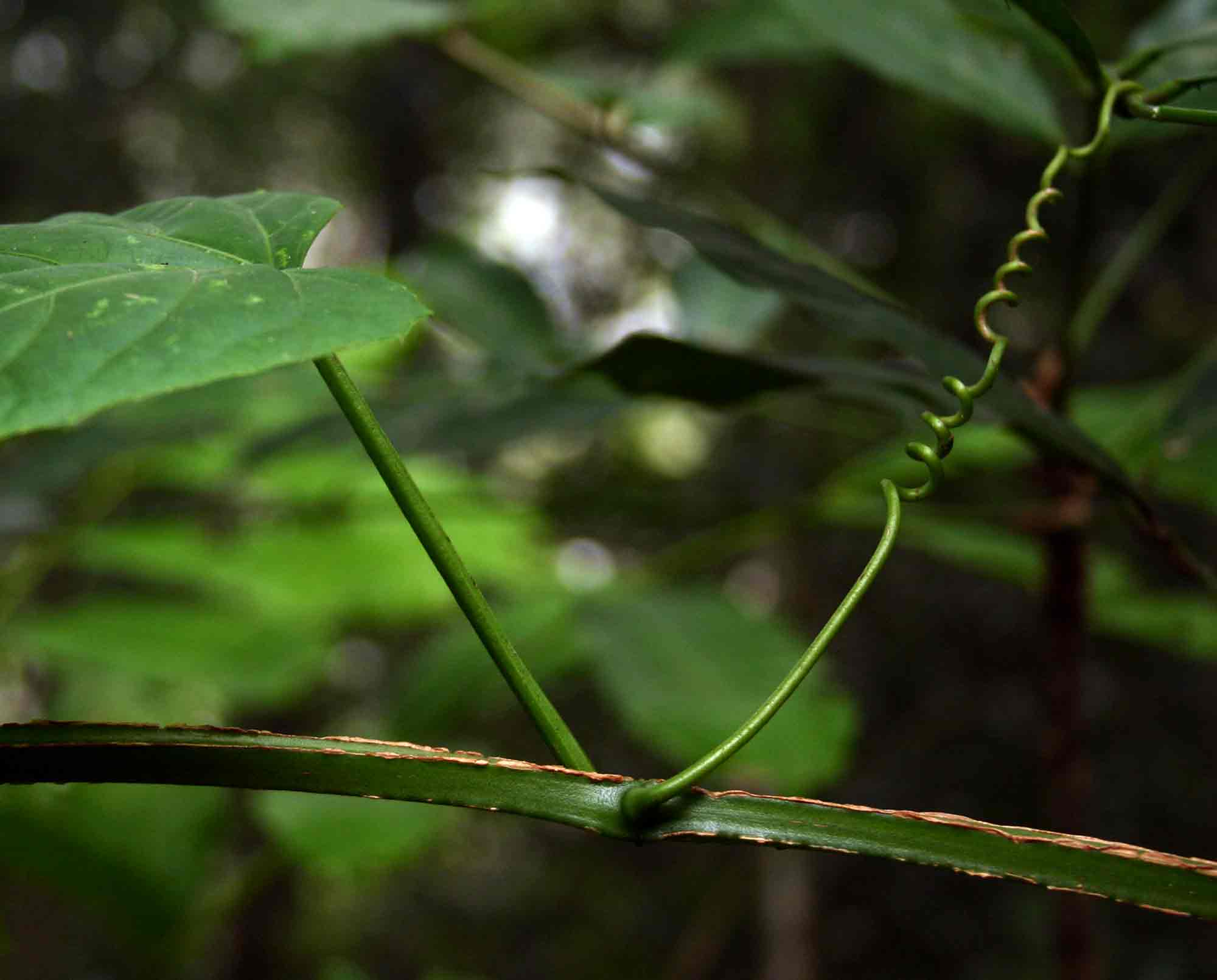Cissus petiolata