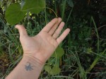 Cissus petiolata
