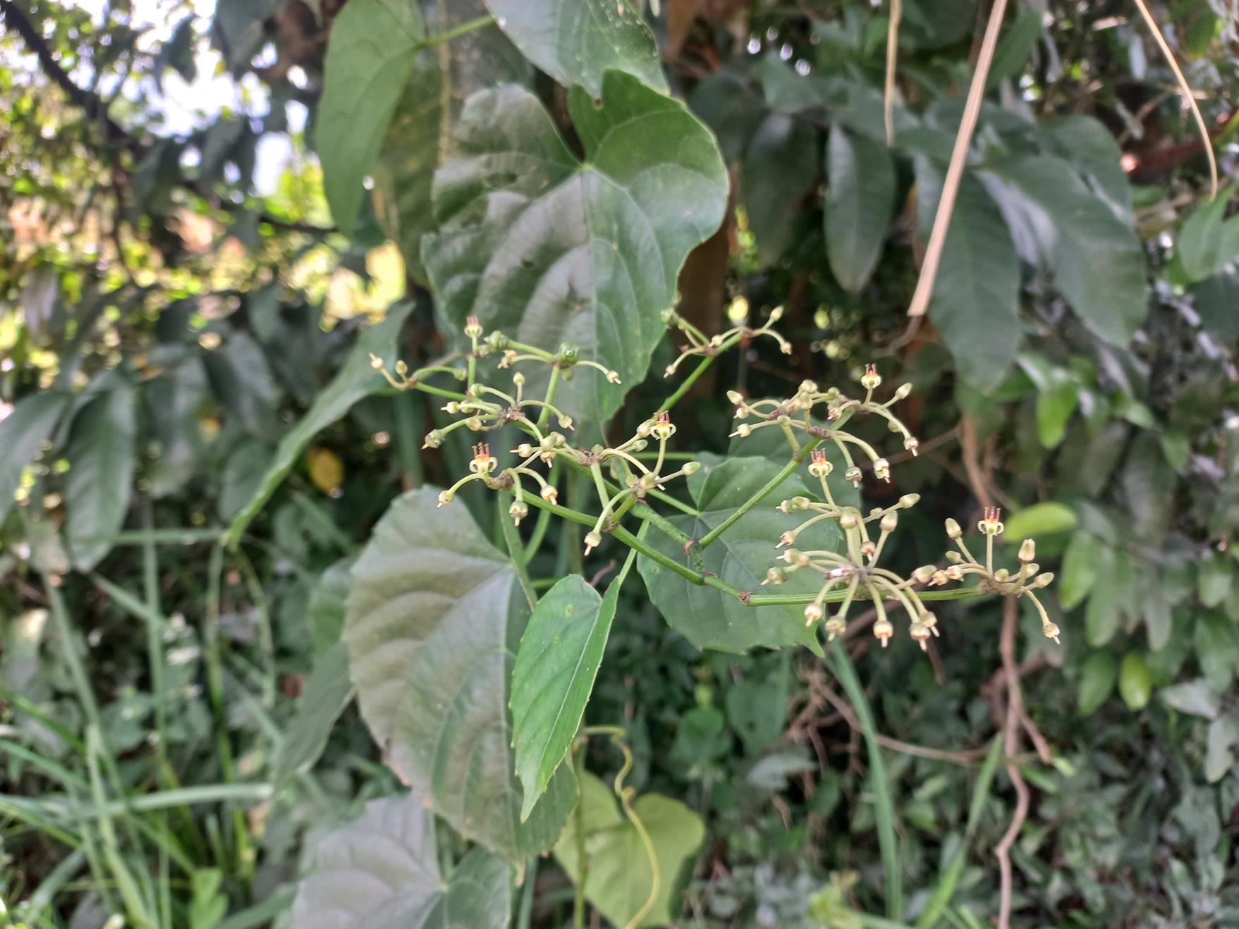 Cissus petiolata Cissus petiolata