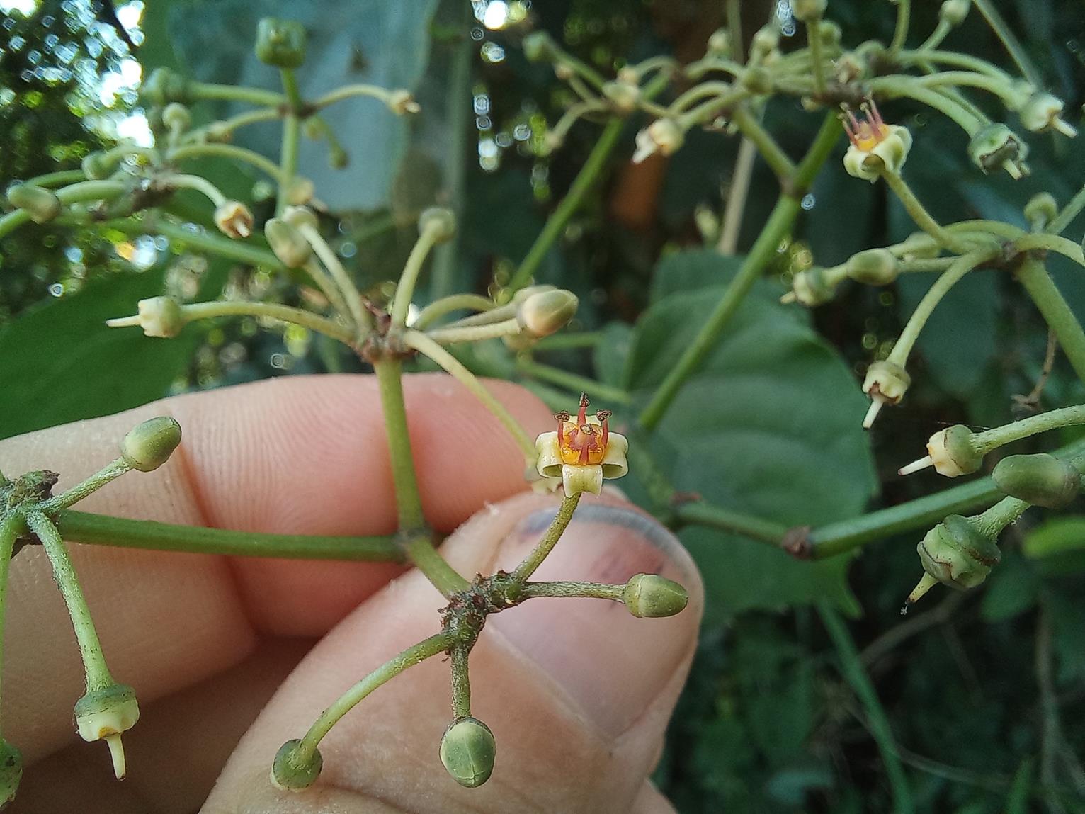 Cissus petiolata Cissus petiolata