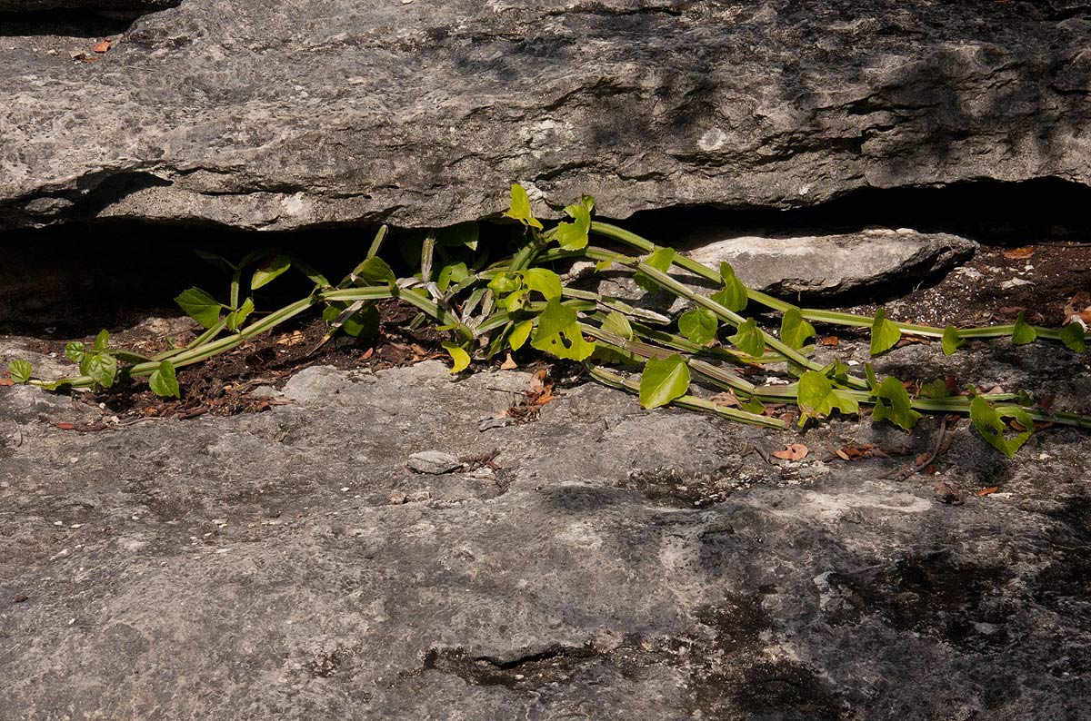 Cissus quadrangularis