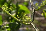 Cissus quadrangularis