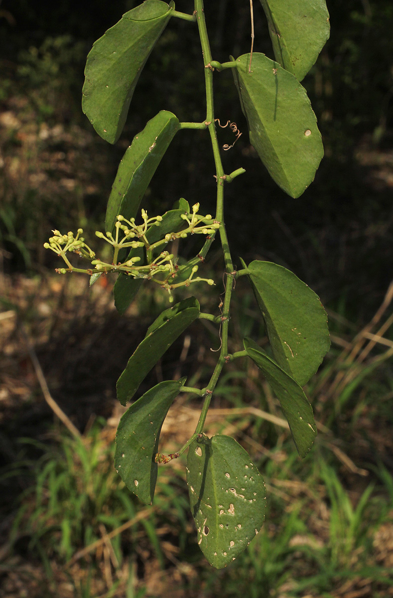 Cissus rotundifolia Cissus rotundifolia