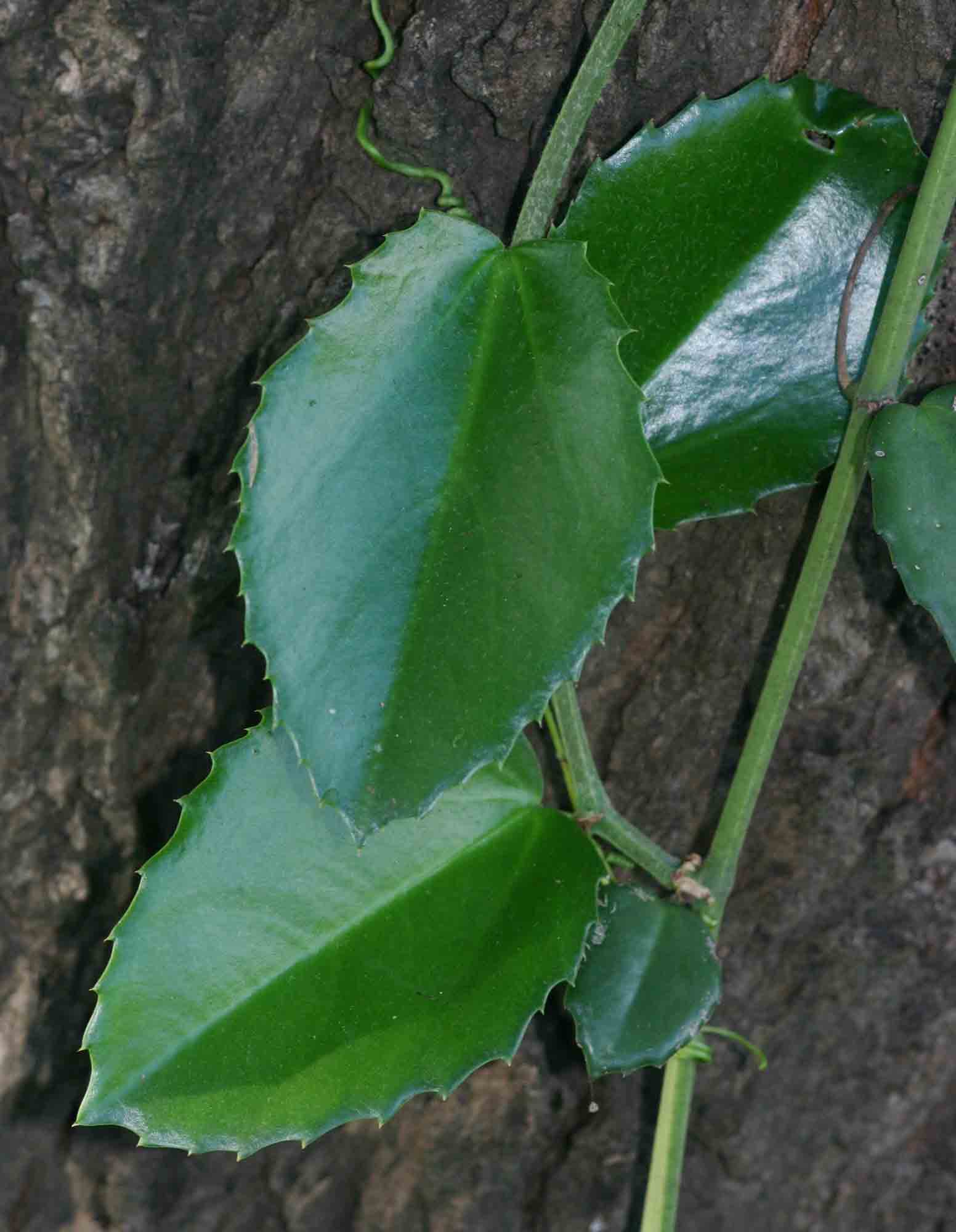 Cissus rotundifolia Cissus rotundifolia