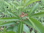 Cyphostemma crotalarioides