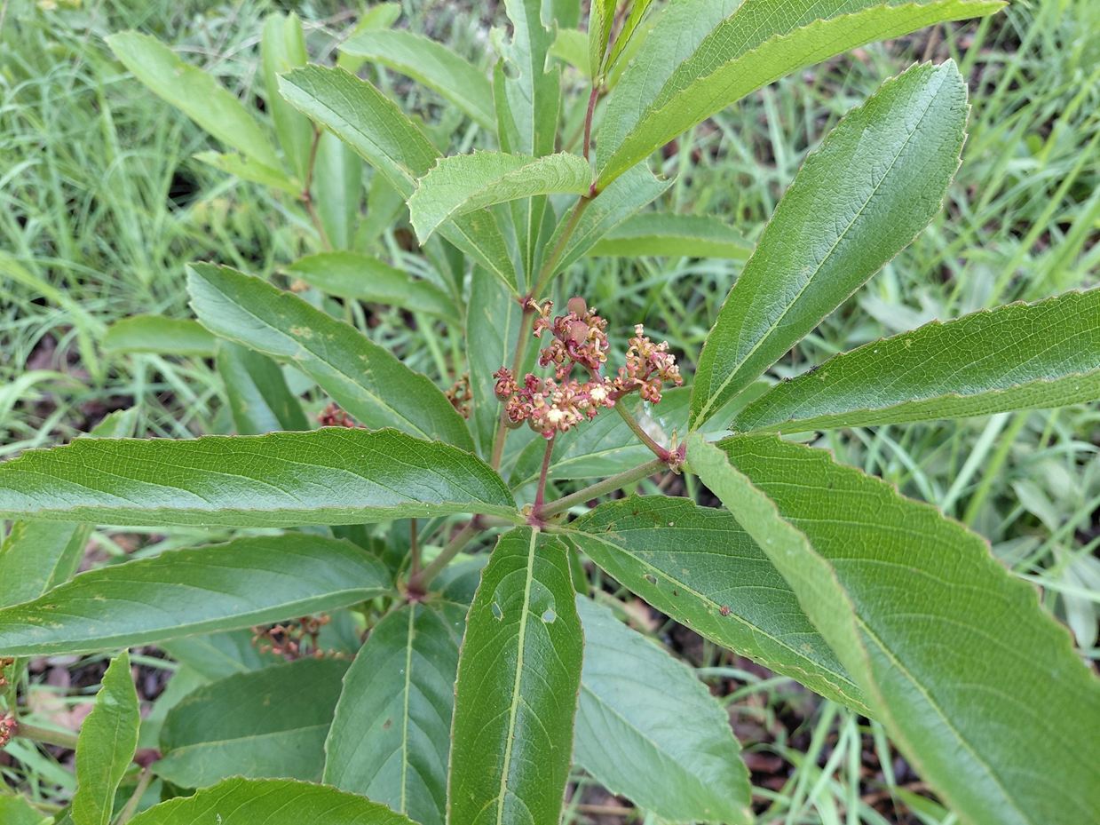 Cyphostemma crotalarioides