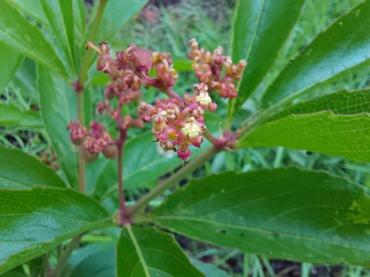 Cyphostemma crotalarioides