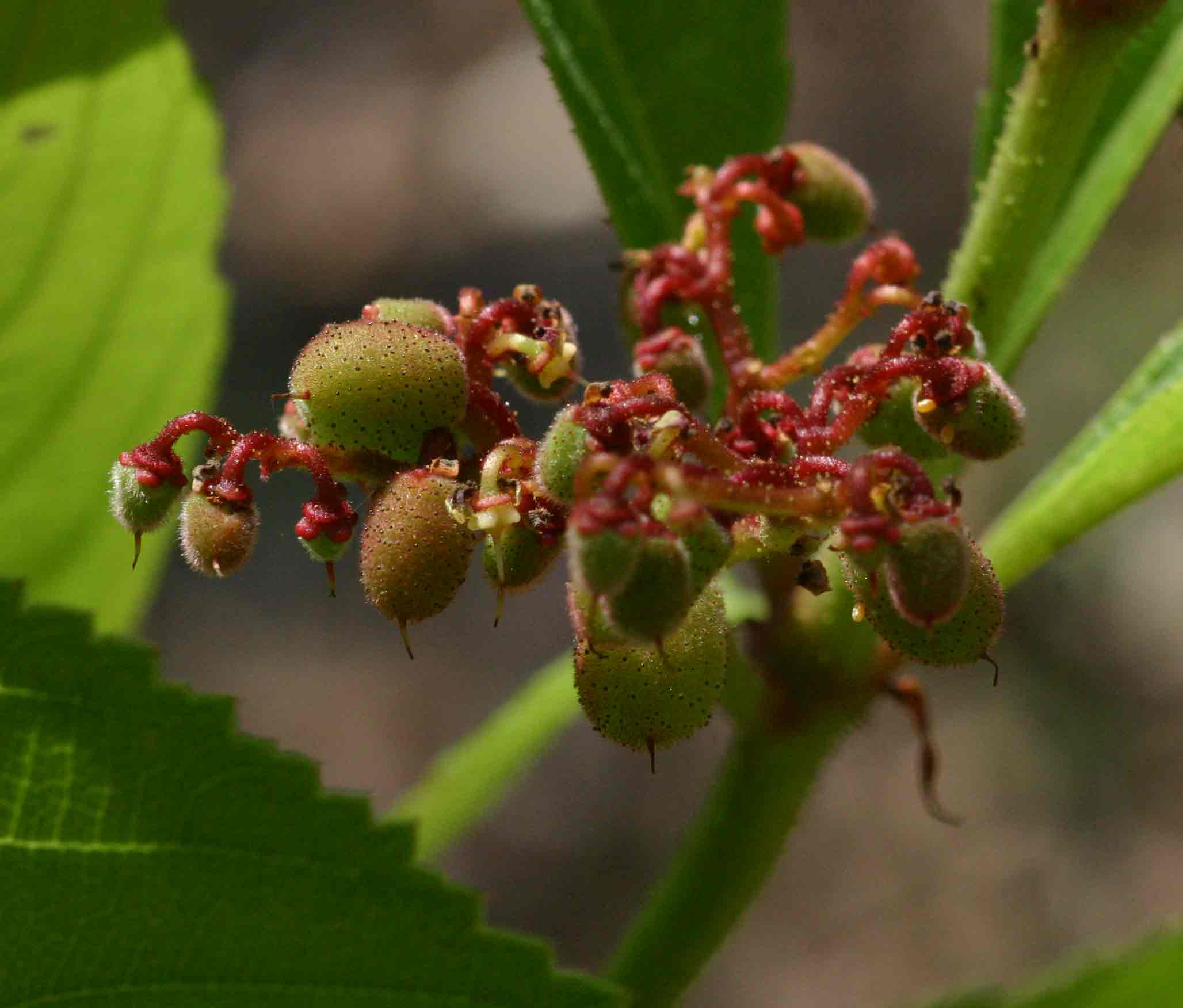 Cyphostemma crotalarioides Cyphostemma crotalarioides