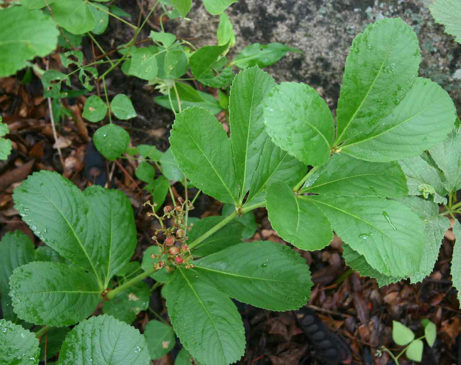 Cyphostemma crotalarioides Cyphostemma crotalarioides