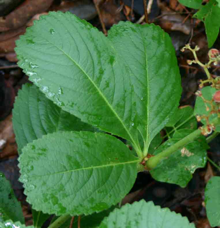 Cyphostemma crotalarioides Cyphostemma crotalarioides