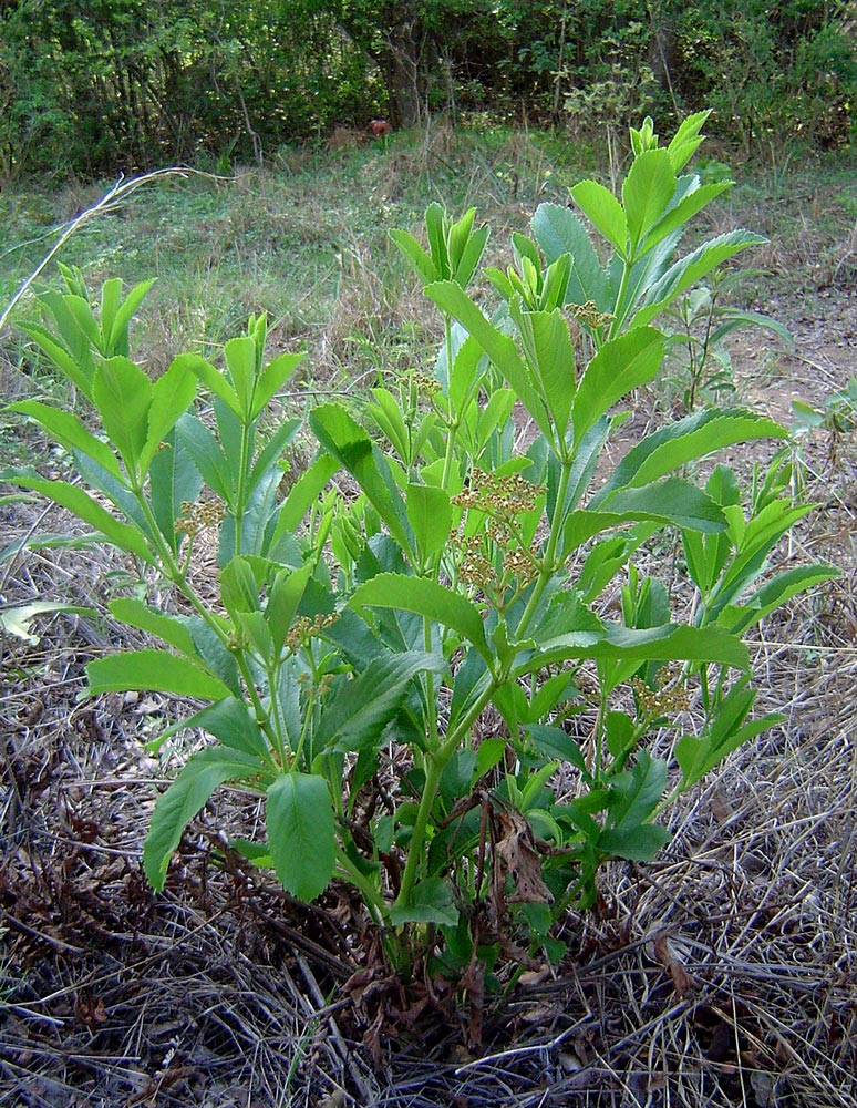 Cyphostemma crotalarioides Cyphostemma crotalarioides