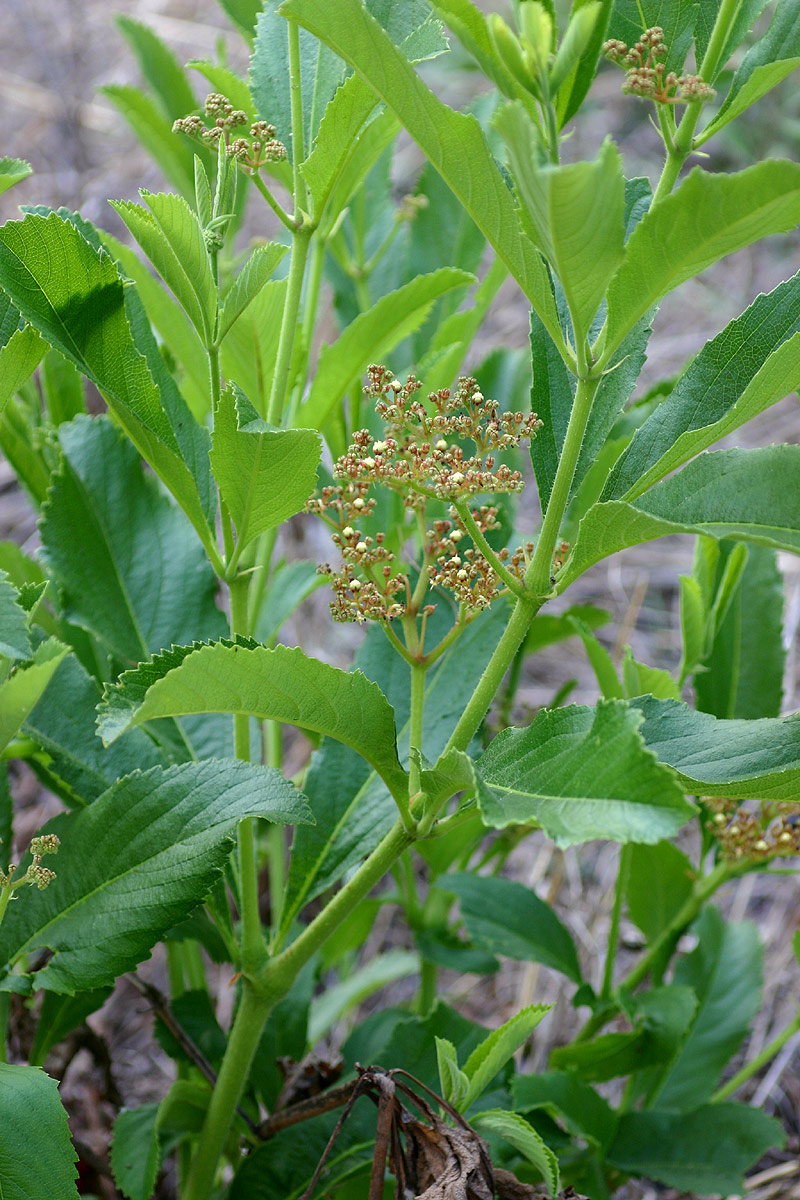 Cyphostemma crotalarioides Cyphostemma crotalarioides