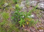 Cyphostemma crotalarioides