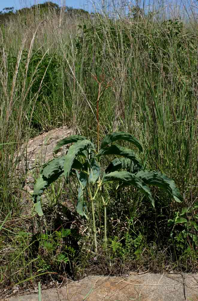 Cyphostemma junceum
