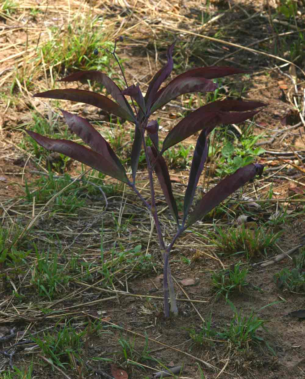 Cyphostemma junceum