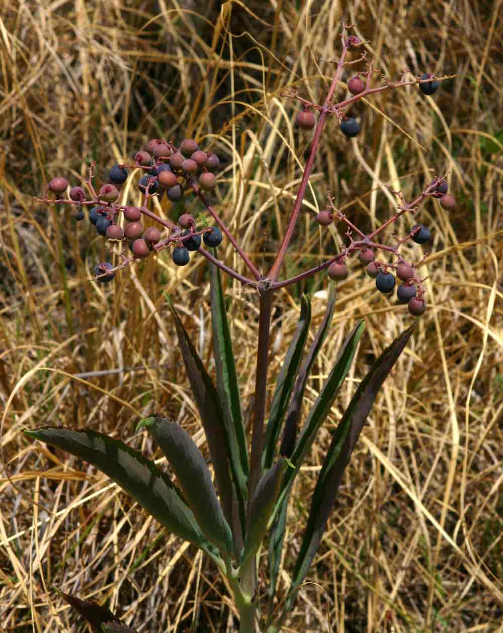 Cyphostemma junceum