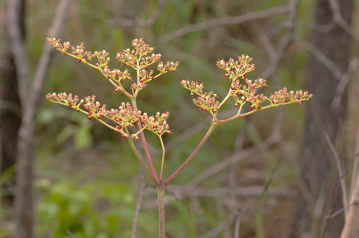 Cyphostemma junceum