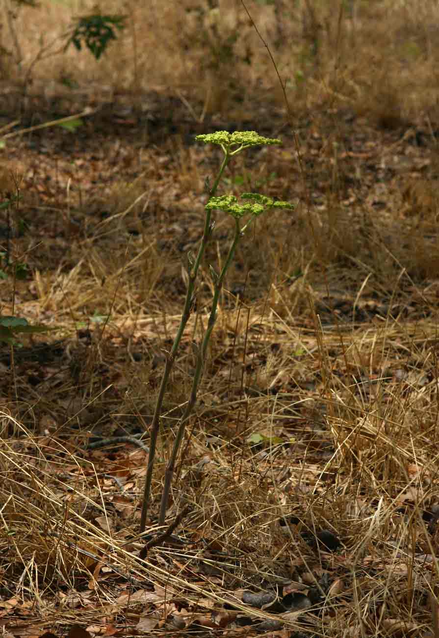 Cyphostemma princeae
