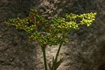 Cyphostemma princeae