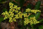 Cyphostemma princeae