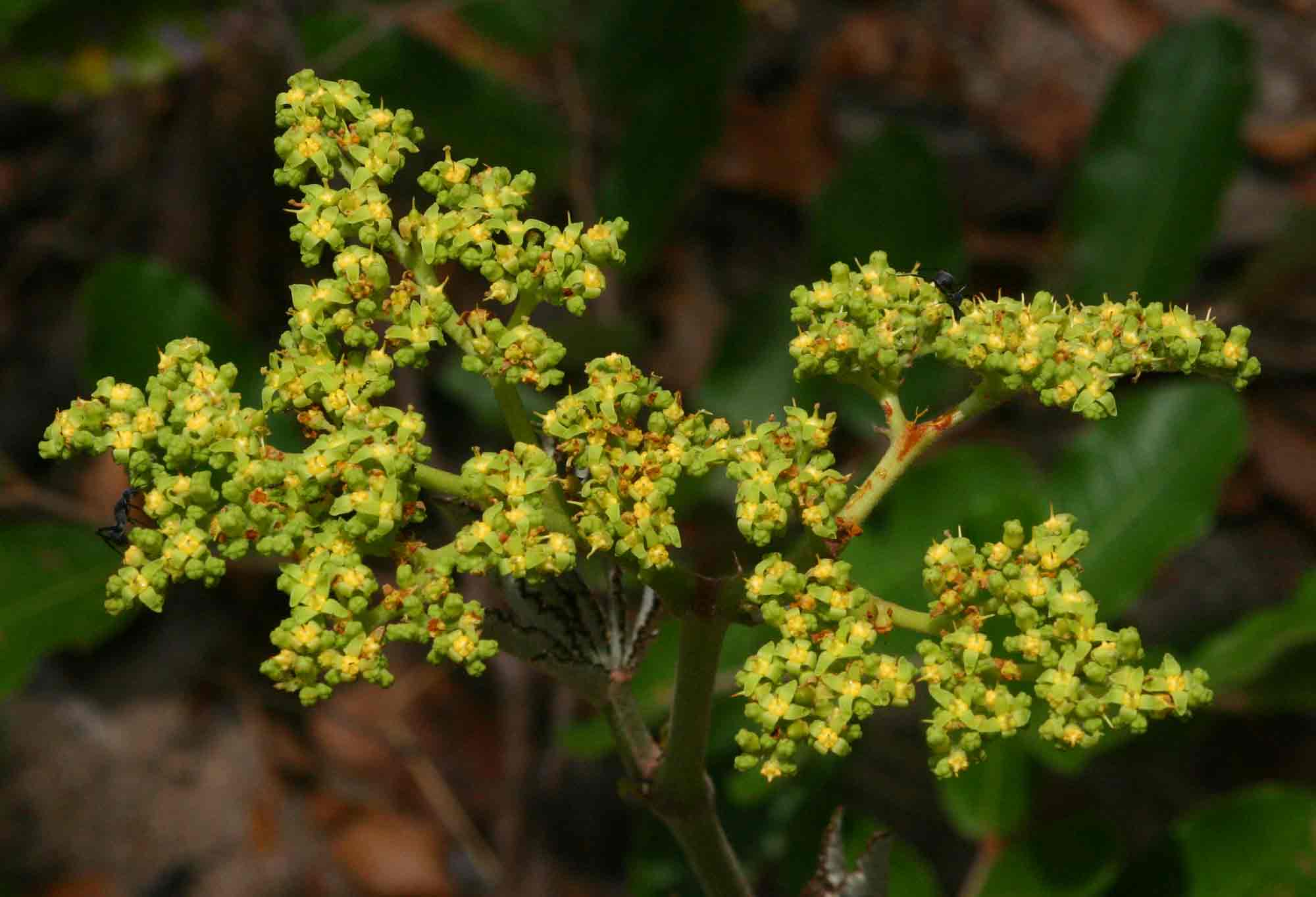 Cyphostemma princeae Cyphostemma princeae