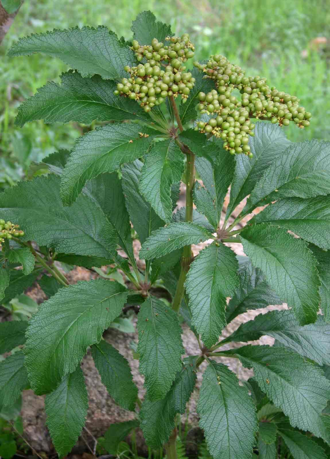 Cyphostemma princeae Cyphostemma princeae