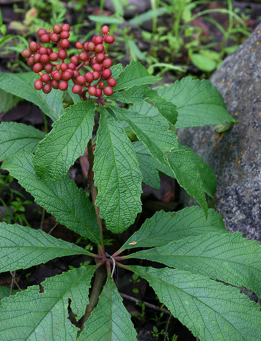 Cyphostemma princeae Cyphostemma princeae