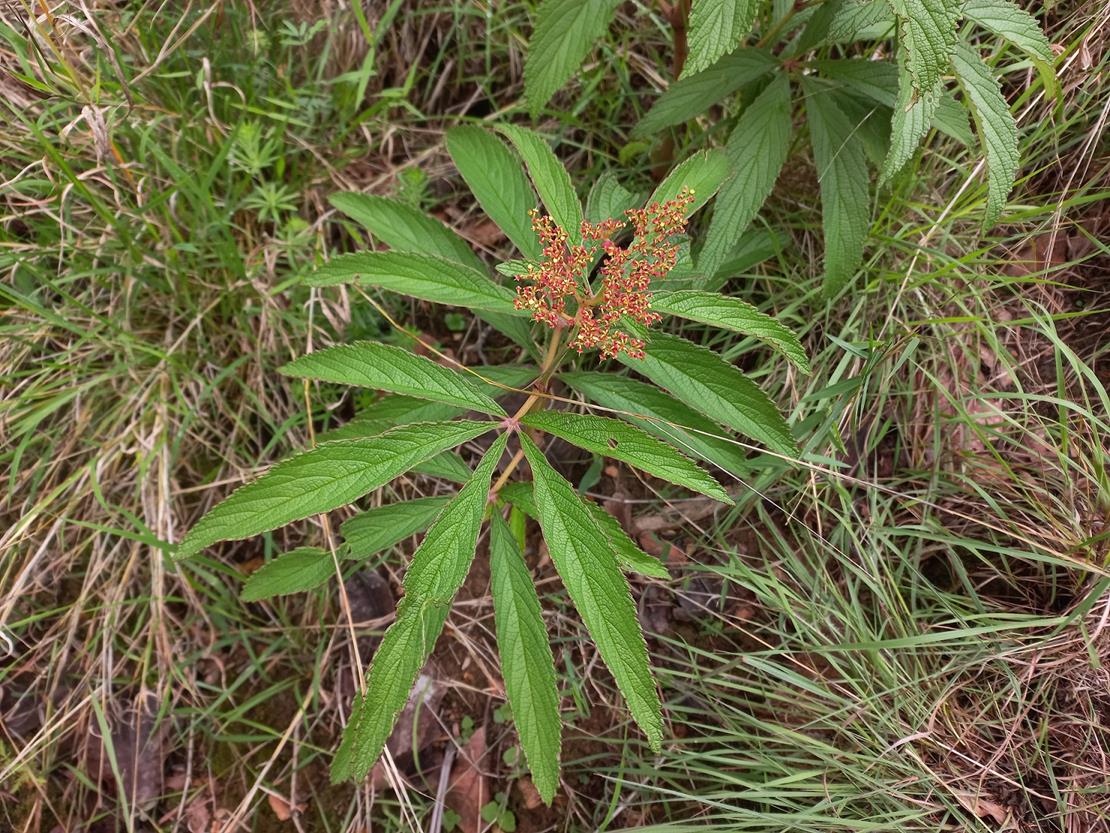 Cyphostemma princeae