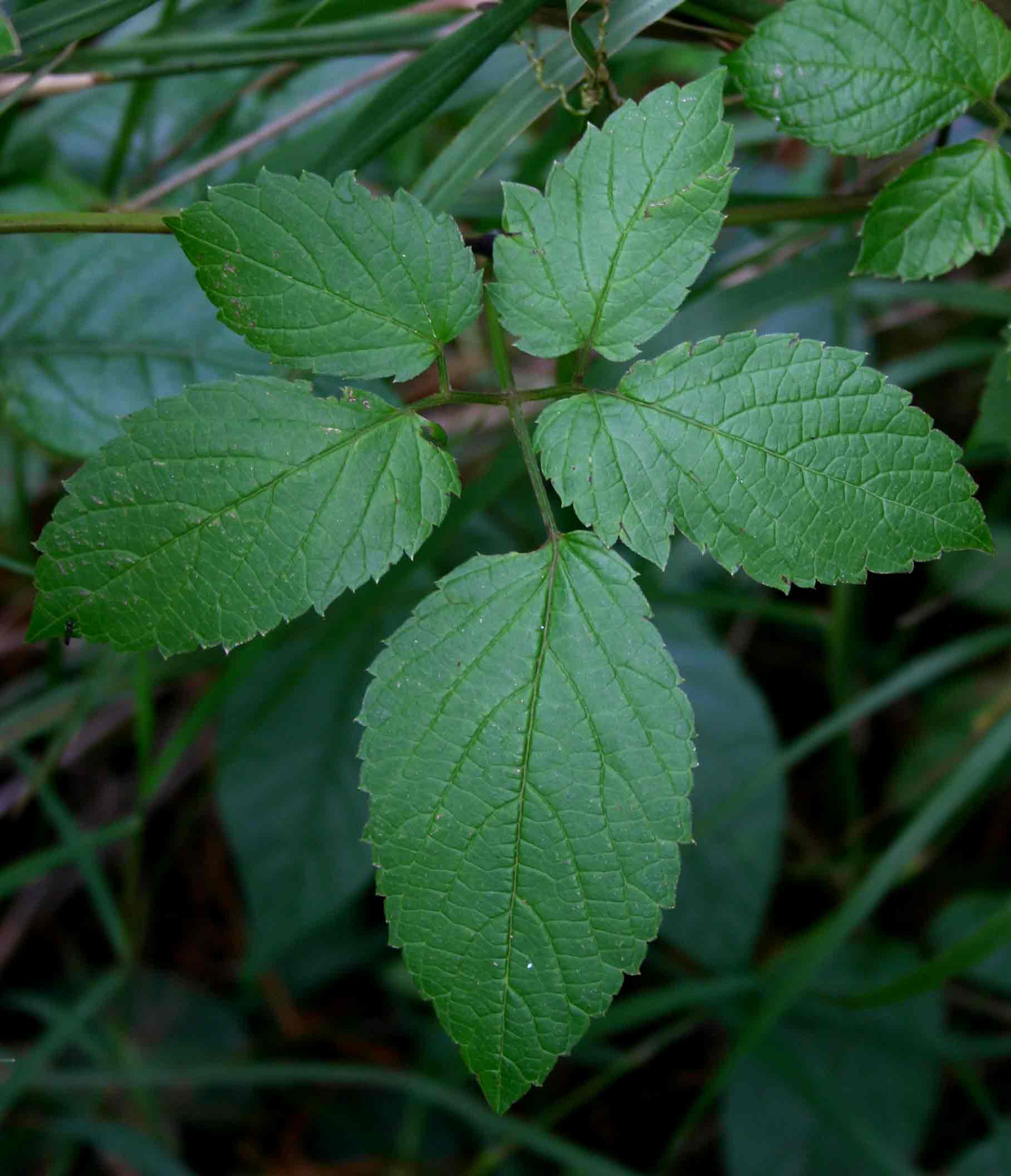 Cayratia gracilis Cayratia gracilis