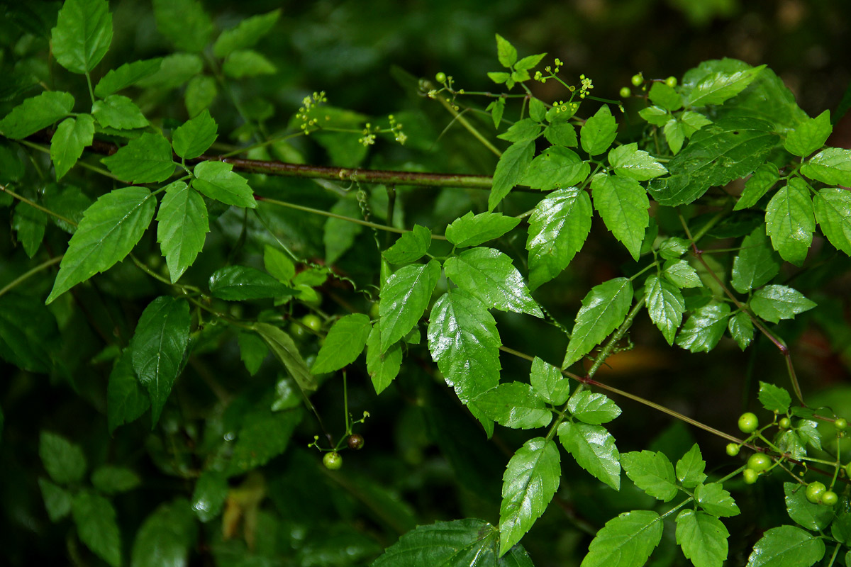 Cayratia gracilis Cayratia gracilis